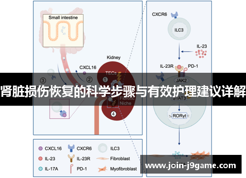肾脏损伤恢复的科学步骤与有效护理建议详解 肾脏损伤恢复的科学步骤与有效护理建议详解